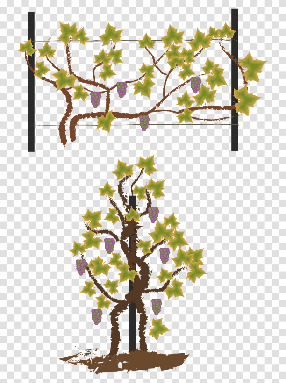 Maqueta Circuito Productivo Del Vino, Leaf, Plant, Tree Transparent Png