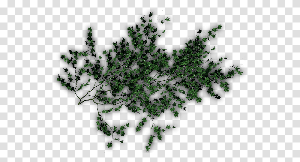 Mar Photoshop Creeper Plants, Tree, Nature, Outdoors, Night Transparent Png