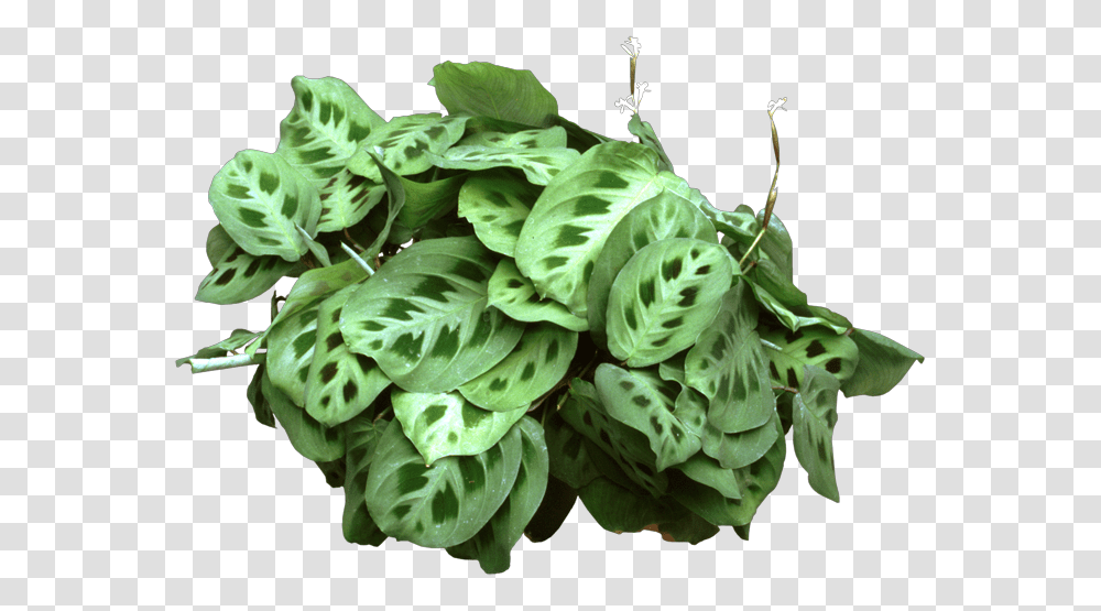 Maranta Leuconeura, Leaf, Plant, Potted Plant, Vase Transparent Png