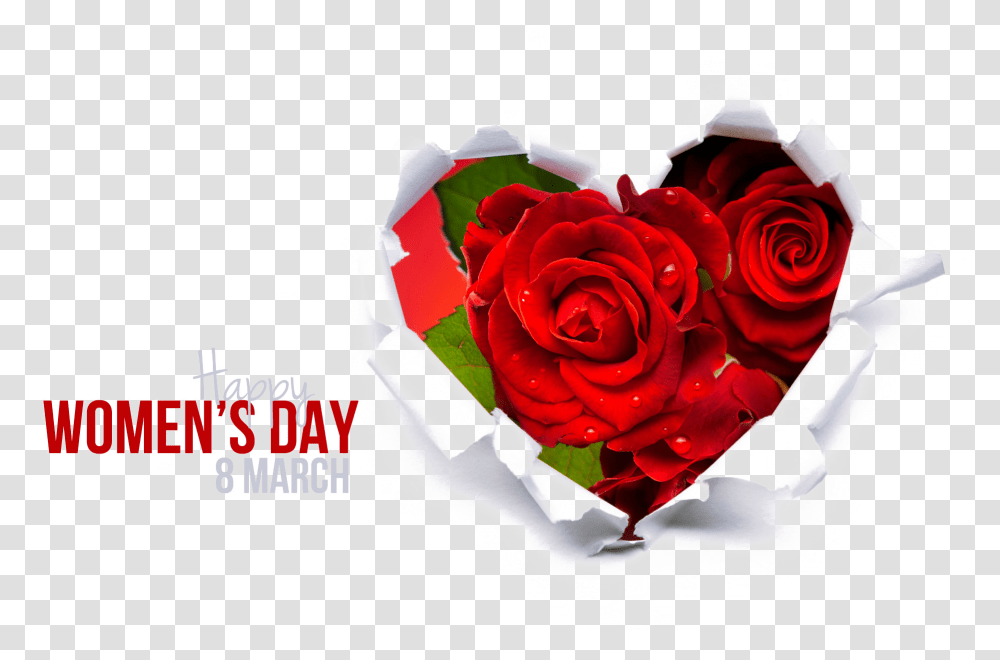 March Download Free 8 March Woman Day, Rose, Flower, Plant, Blossom Transparent Png