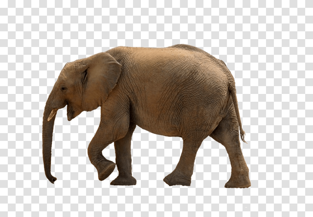 Marche Elephant, Wildlife, Mammal, Animal Transparent Png