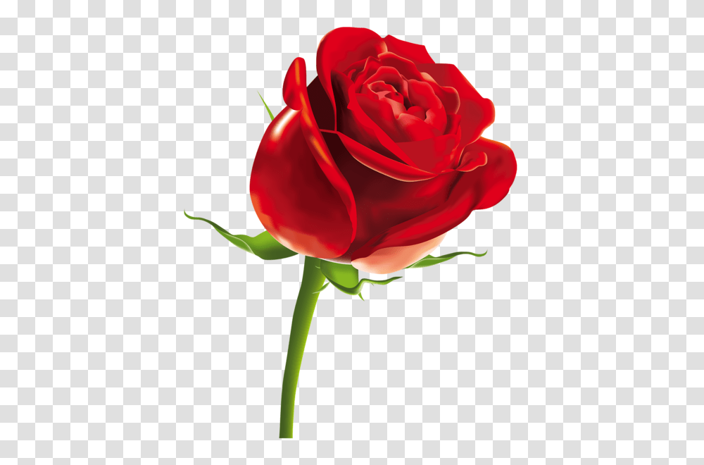 Marchesa Red Rose Red, Flower, Plant, Blossom Transparent Png