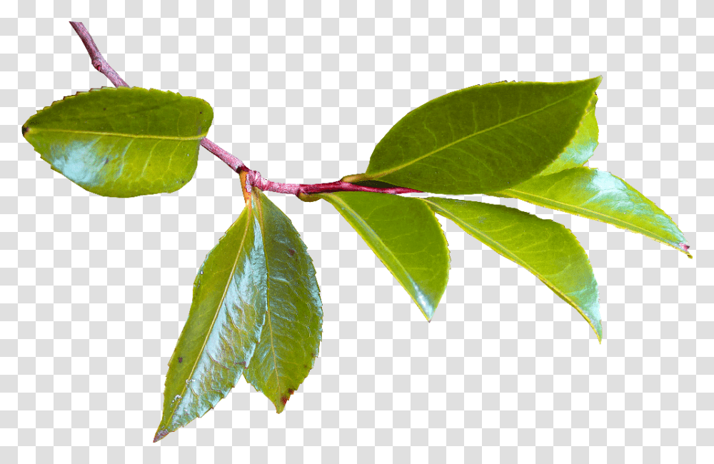 Marco De Hojas De Arboles, Leaf, Plant, Green, Veins Transparent Png