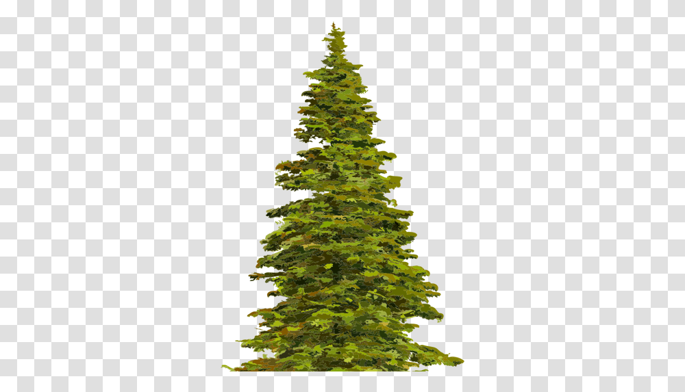 Marco Mina Boreal Conifer, Tree, Plant, Christmas Tree, Ornament Transparent Png