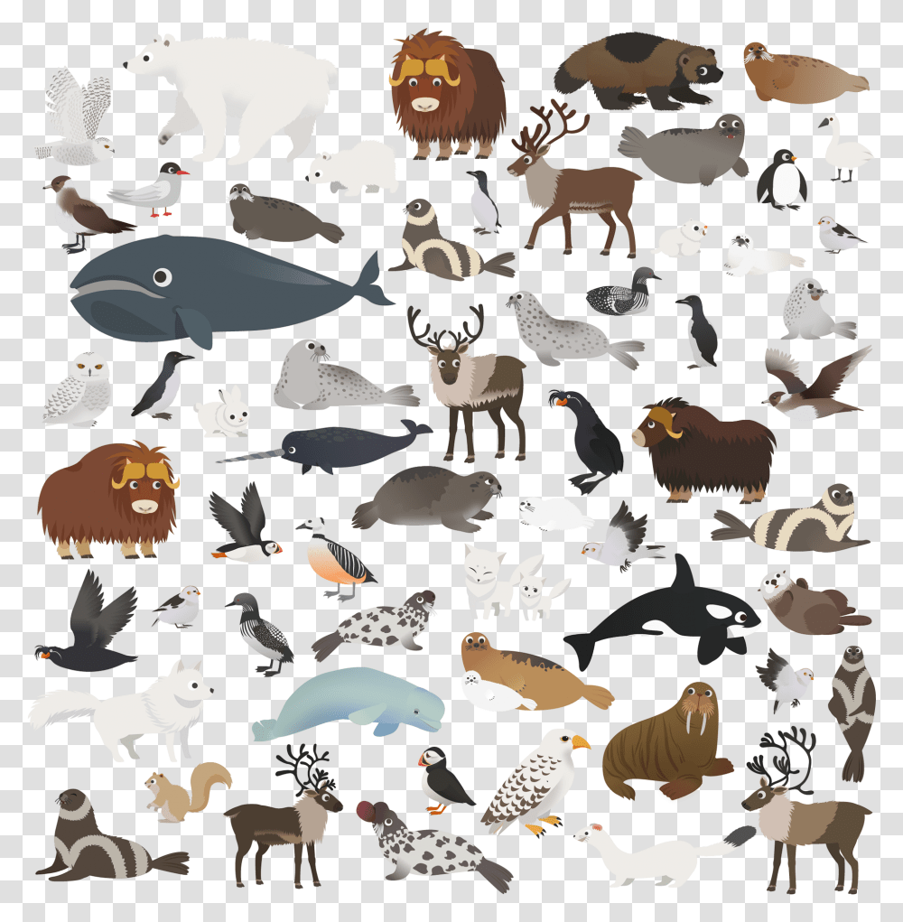 Marco Polo Arctic Animals Cartoons Marco Polo Arctic Animals, Military, Military Uniform, Rug, Crowd Transparent Png