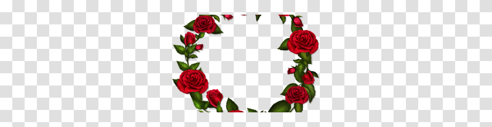 Marcos De Rosas Rojas Image, Rose, Flower, Plant, Blossom Transparent Png