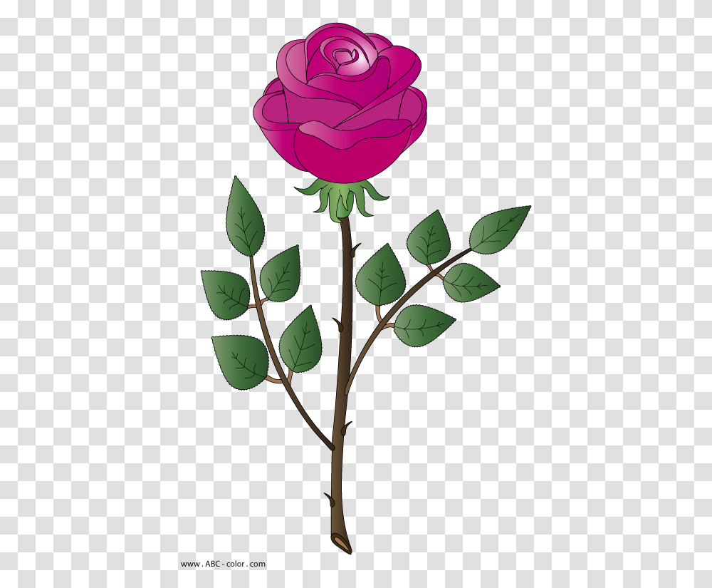 Marcos De Rosas Rosa Bitmap, Plant, Rose, Flower, Blossom Transparent Png