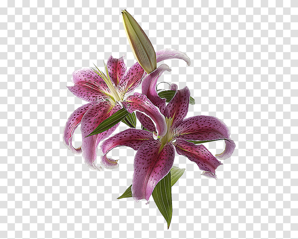 Marcos Gratis Para Fotos Flores De Petalos Largos, Plant, Flower, Blossom, Lily Transparent Png