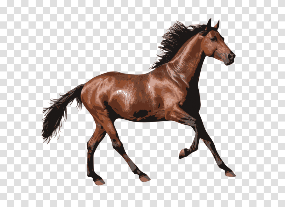 Mare Rocky Mountain Horse Equestrian Horse Racing, Mammal, Animal, Colt Horse, Antelope Transparent Png