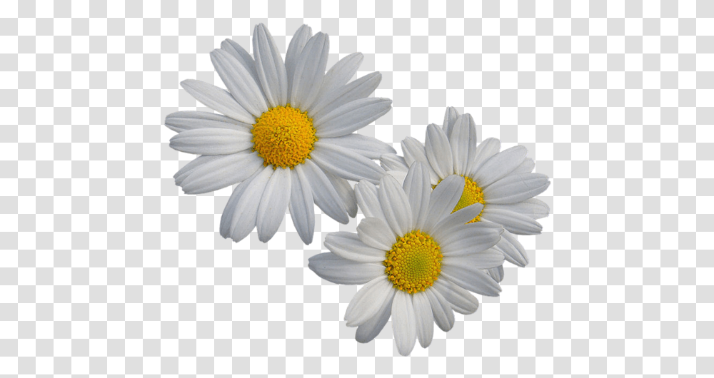 Margaridas, Plant, Daisy, Flower, Daisies Transparent Png