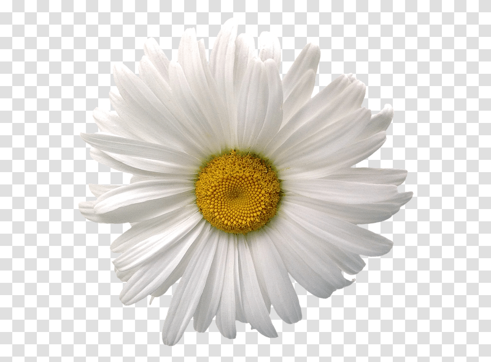 Margarita Flor 3 Image Daisy Flower White Background, Plant, Daisies, Blossom Transparent Png