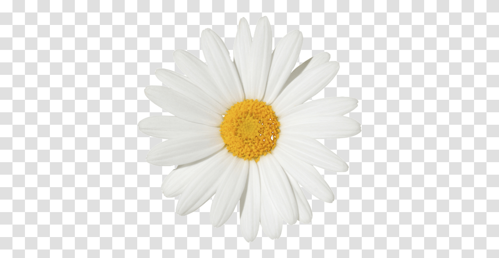 Margarita Flor Image Daisy Flower White Background, Plant, Daisies, Blossom Transparent Png