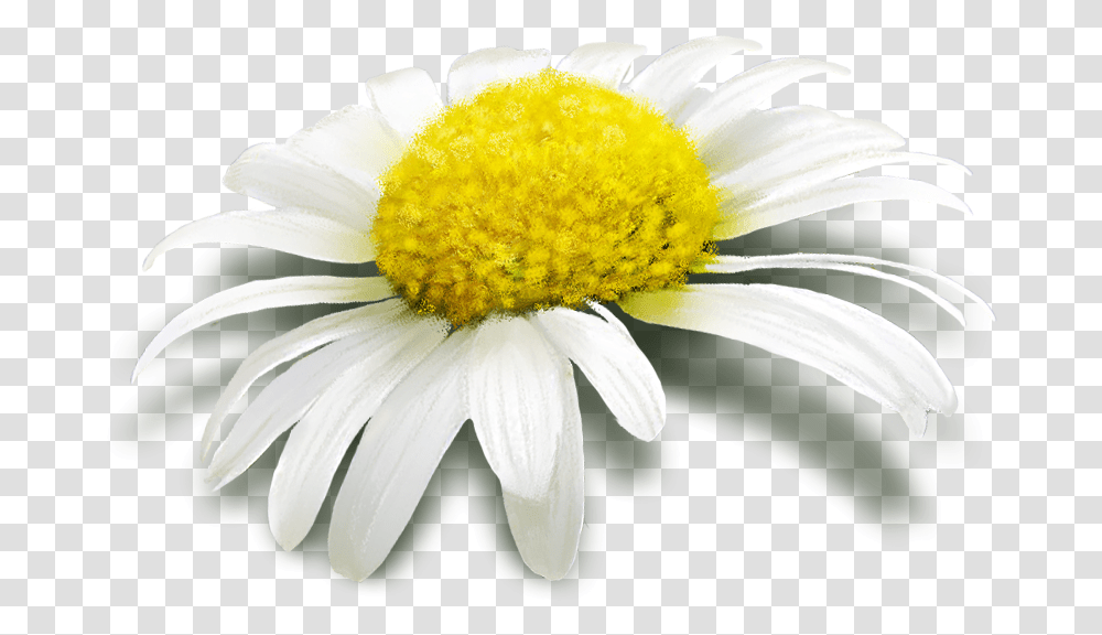 Margaritas Download Walter Porter Hy83 Chamomile, Plant, Daisy, Flower, Daisies Transparent Png