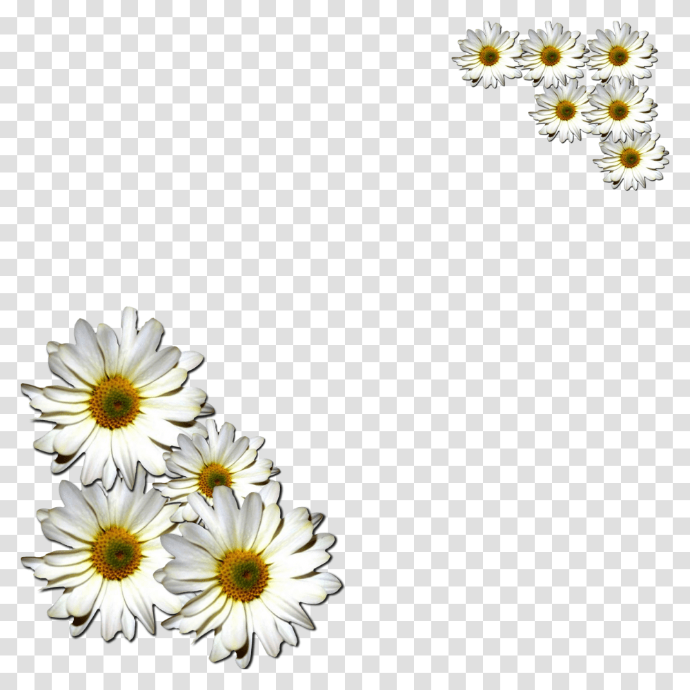 Margaritas Flowers Common Daisy, Plant, Daisies, Blossom, Petal Transparent Png