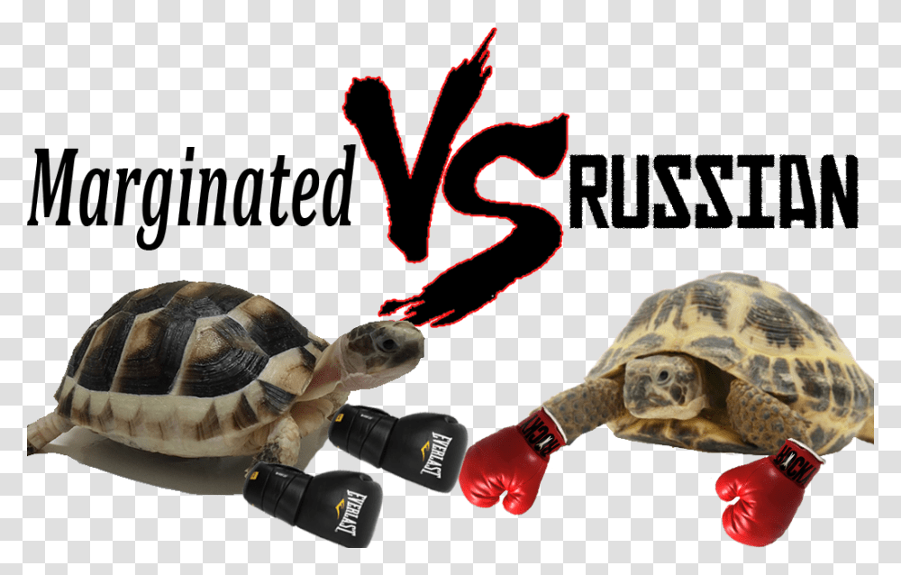 Marginated Vs Russian Tortoise Ultimate Comparison, Turtle, Reptile, Sea Life, Animal Transparent Png