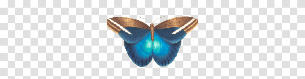 Margot Robbie Image, Insect, Invertebrate, Animal, Butterfly Transparent Png