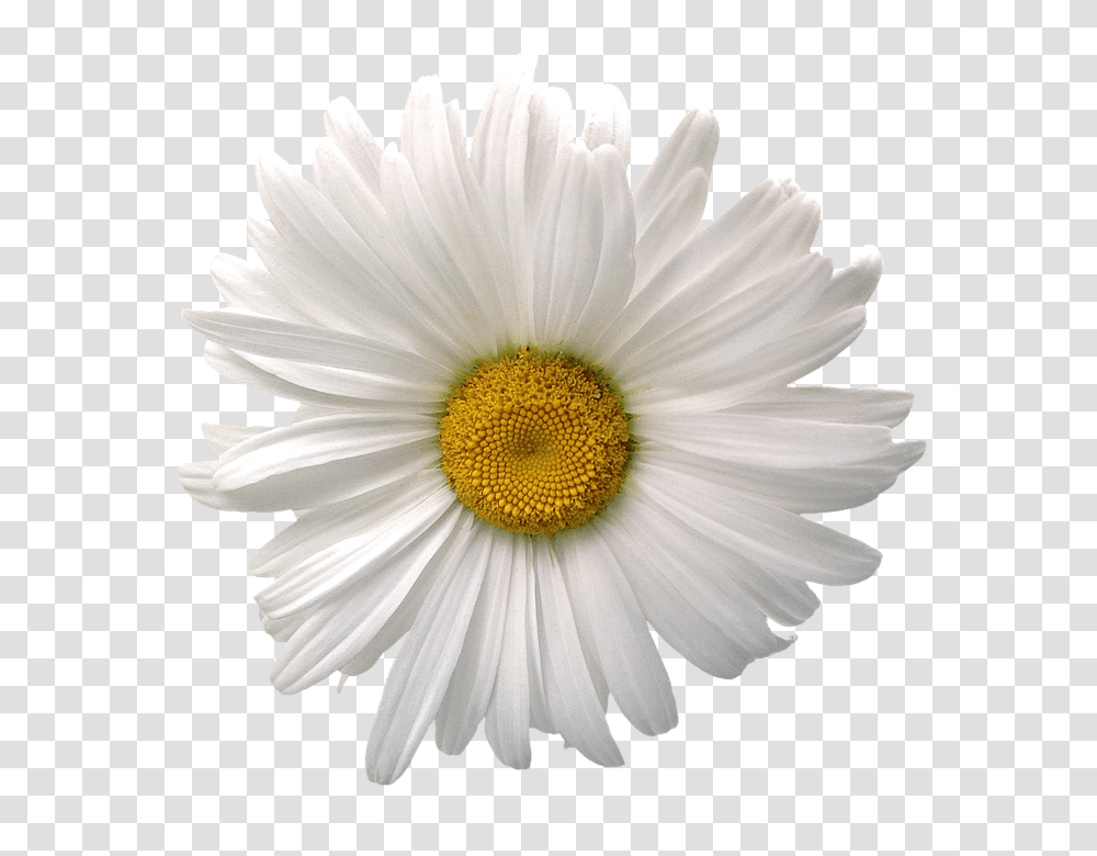 Marguerite 960, Flower, Plant, Daisy, Daisies Transparent Png