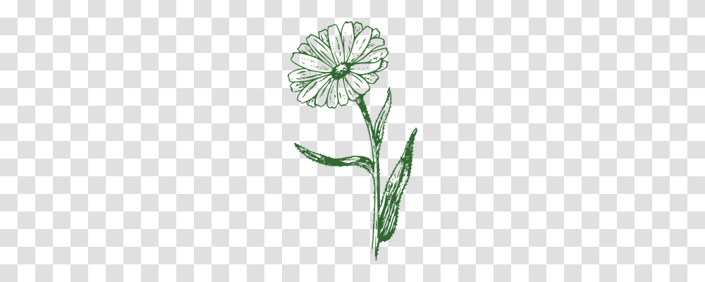 Marguerite Nature, Plant, Flower, Produce Transparent Png