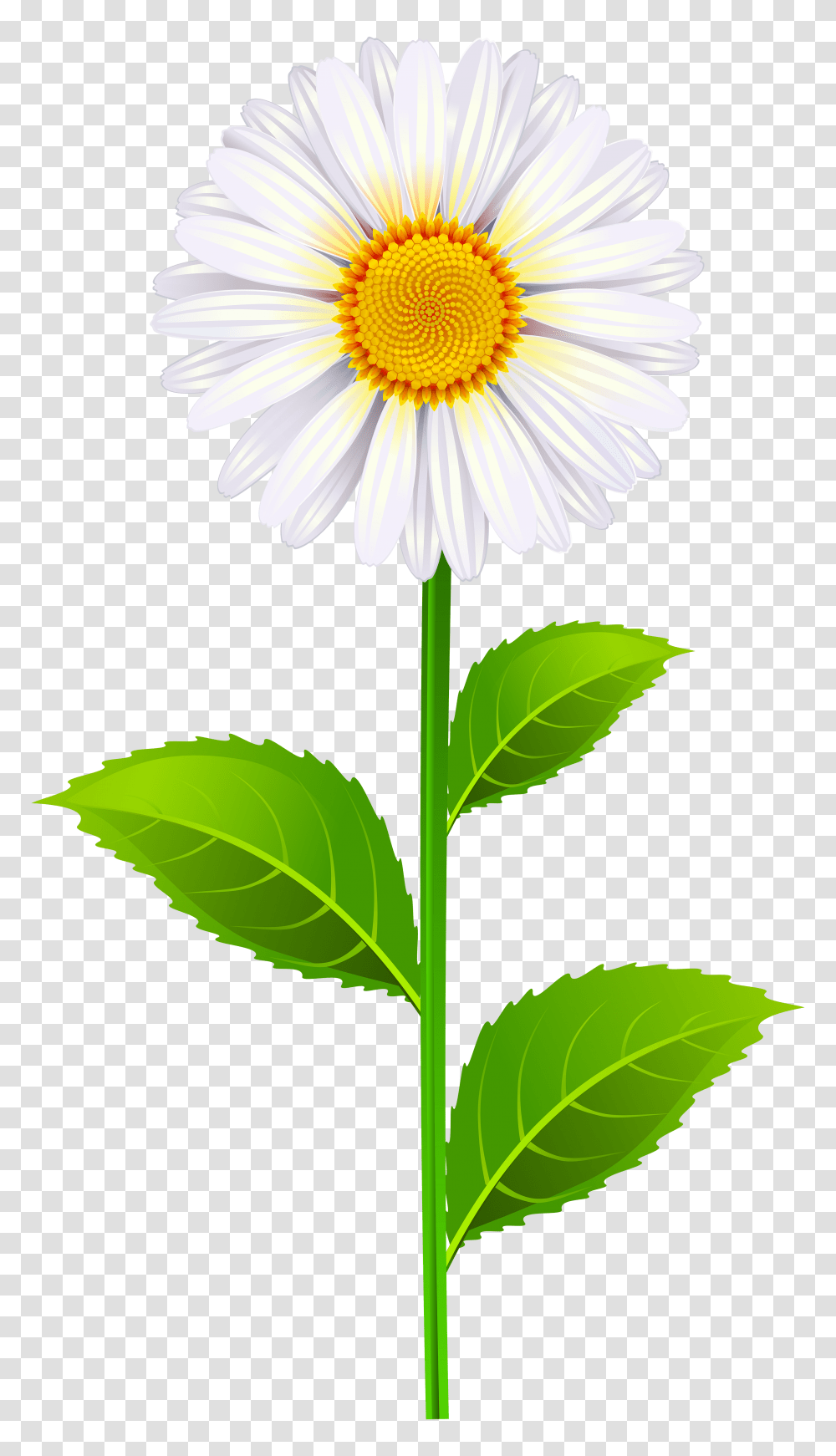 Marguerite Clip Art Image Art Images, Plant, Daisy, Flower, Daisies Transparent Png