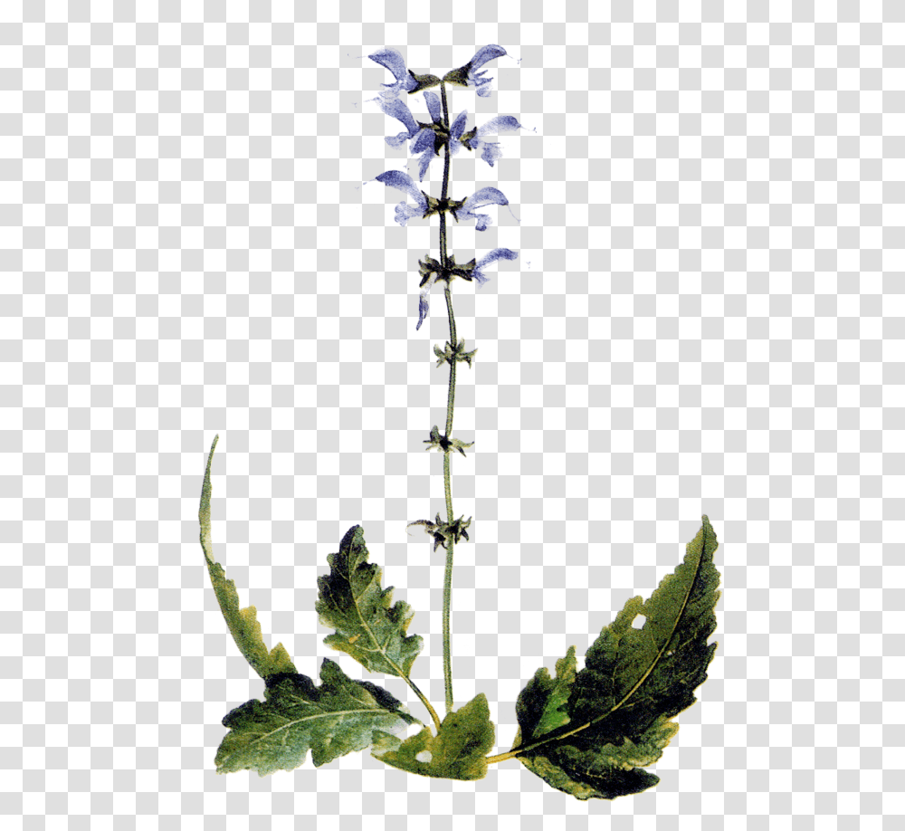 Maria Treben Herbs Delphinium, Plant, Flower, Acanthaceae, Cross Transparent Png