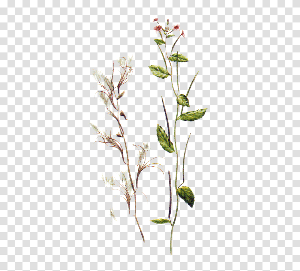Maria Treben Herbs Epilobium Parviflorum, Plant, Acanthaceae, Flower, Floral Design Transparent Png