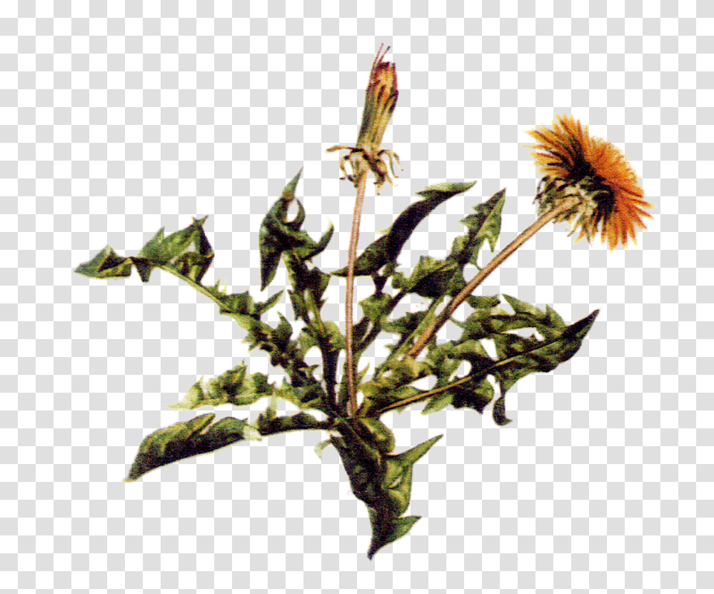 Maria Treben Herbs Zdravie Z Boej Lekrne, Plant, Flower, Leaf, Text Transparent Png