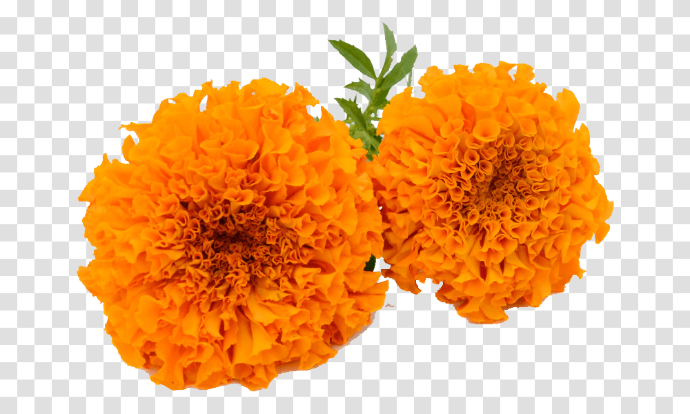 Marigold Calendula Officinalis Clip Art Marigold Flowers, Plant, Dahlia, Petal, Pollen Transparent Png