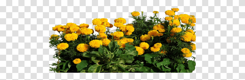 Marigold Clipart Marigold Flower Plant, Potted Plant, Vase, Jar, Pottery Transparent Png
