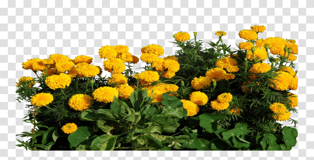 Marigold Clipart Marigold, Plant, Flower, Dahlia, Potted Plant Transparent Png