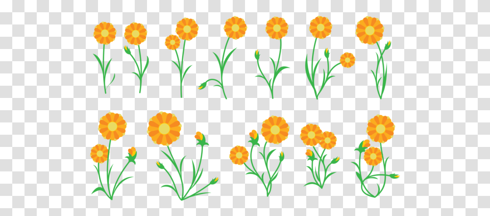 Marigold Clipart Vector Calendula Vector, Floral Design, Pattern, Plant Transparent Png