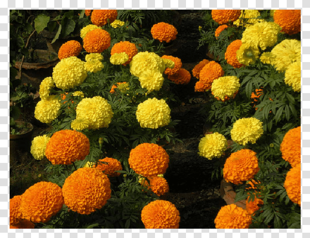 Marigold, Dahlia, Flower, Plant, Petal Transparent Png