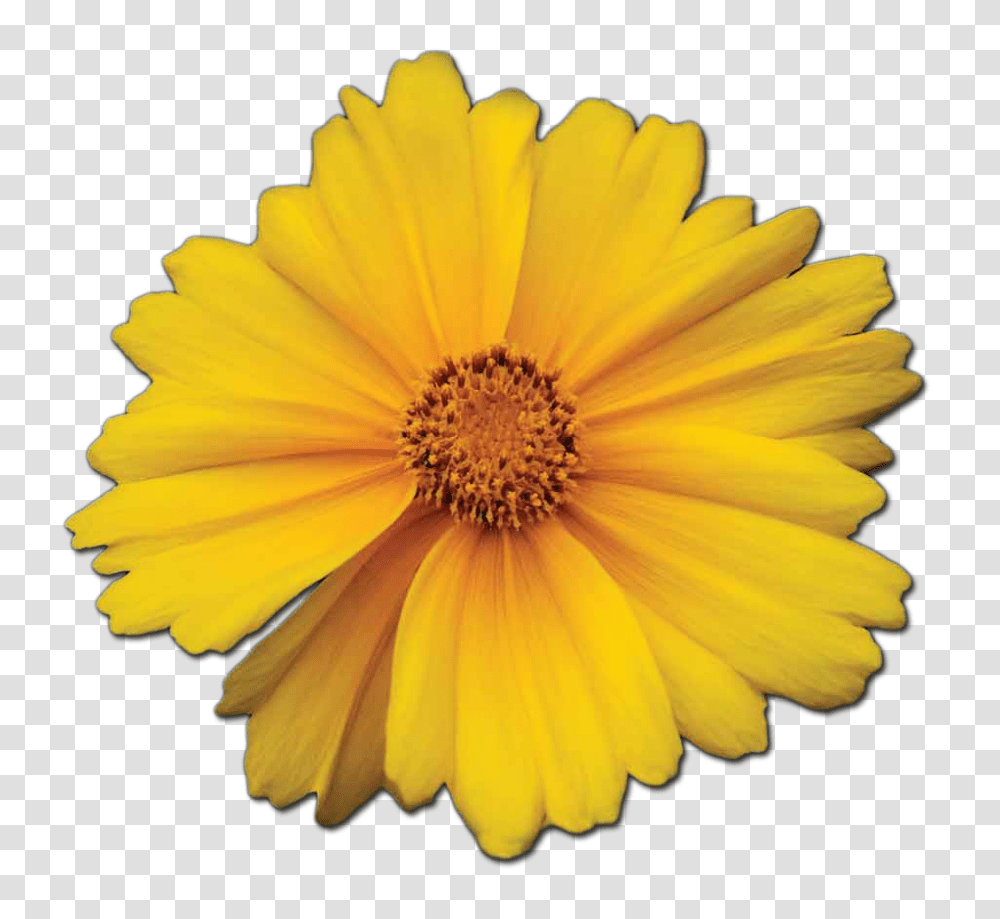 Marigold Essence Guiding Light Sister Spinster, Plant, Flower, Blossom, Petal Transparent Png