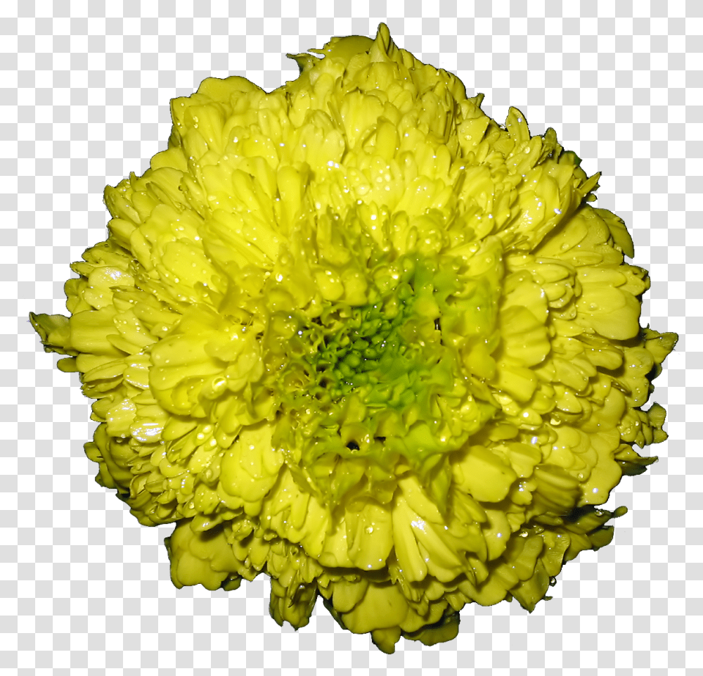 Marigold Flower Barberton Daisy, Plant, Blossom, Dahlia, Pineapple Transparent Png