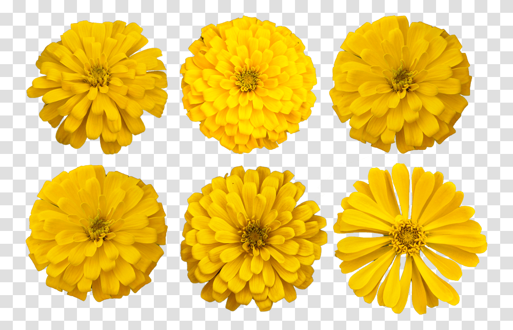Marigold Flower Cutout Photo Marigold Clipart, Plant, Blossom, Petal, Dandelion Transparent Png