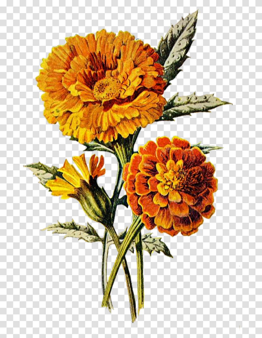 Marigold Flower Floral, Floral Design, Pattern, Graphics, Art Transparent Png