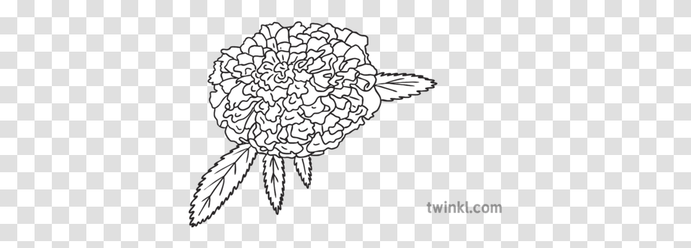 Marigold Flower Ks1 Bw Rgb Illustration Line Art, Plant, Animal, Insect, Invertebrate Transparent Png