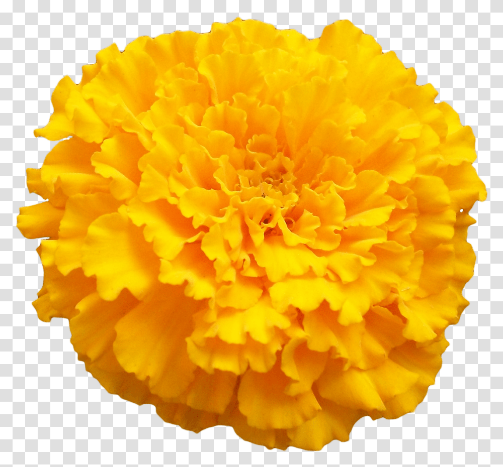 Marigold Flower, Plant, Blossom, Carnation, Petal Transparent Png