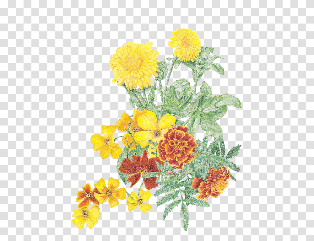 Marigold Flower Plant Marigold, Graphics, Art, Blossom, Floral Design Transparent Png
