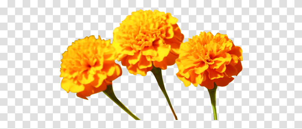 Marigold Flowers 1000 Free Download Vector Image Yellow, Plant, Blossom, Carnation, Petal Transparent Png