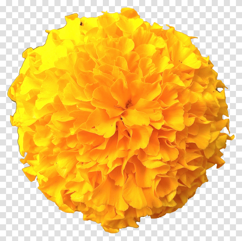 Marigold Flowers Background Marigold Flower Transparent Png