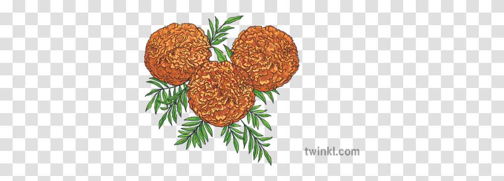 Marigold Flowers Day Of The Dead Plant Mexico Mps Ks2 Illustration, Conifer, Tree, Yew, Fungus Transparent Png