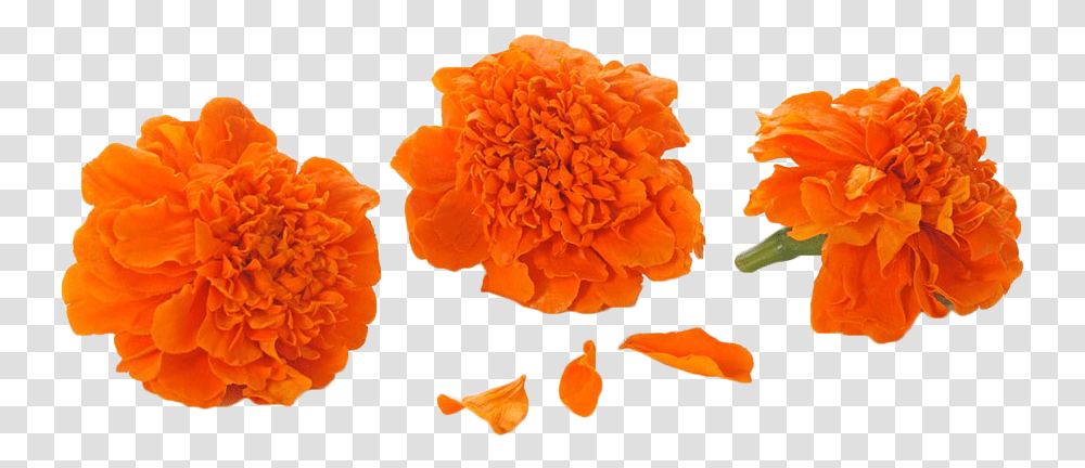 Marigold Flowers In, Plant, Petal, Blossom, Carnation Transparent Png