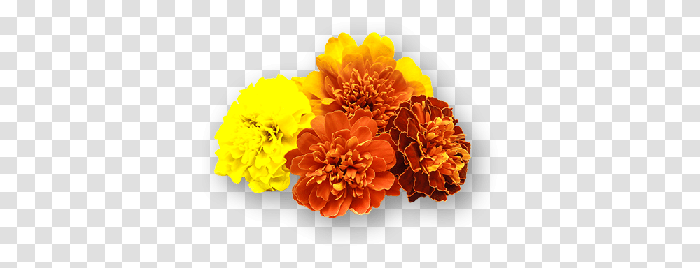 Marigold Flowers Tagetes Patula, Plant, Dahlia, Blossom, Petal Transparent Png