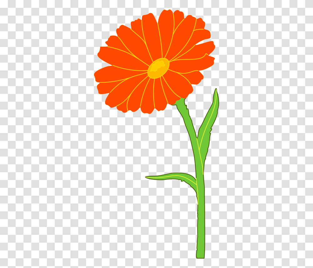 Marigold Free Cut Out Images Marigold Clipart, Plant, Flower, Blossom, Petal Transparent Png