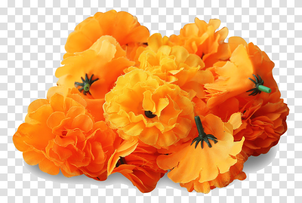 Marigold Image Marigold Flower, Geranium, Plant, Blossom, Petal Transparent Png