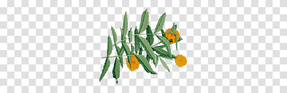 Marigold, Leaf, Plant, Flower, Blossom Transparent Png