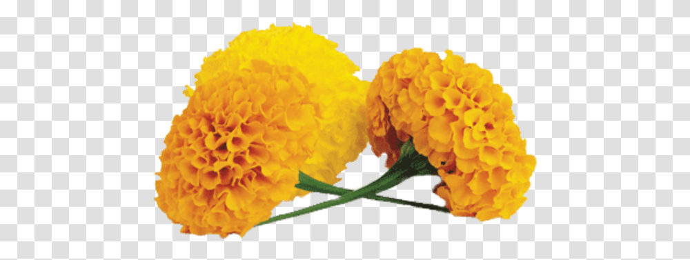 Marigold Marigold Flower, Plant, Blossom, Carnation, Petal Transparent Png