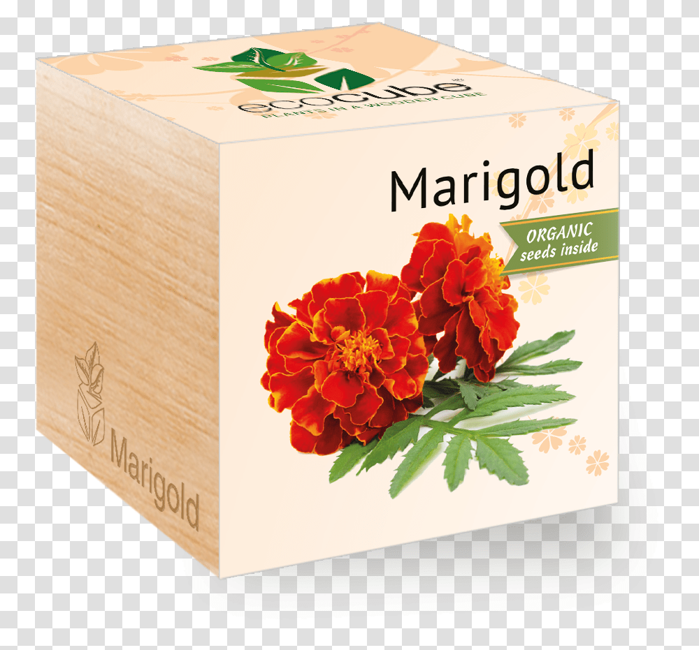 Marigold Marigold, Plant, Box, Flower, Blossom Transparent Png