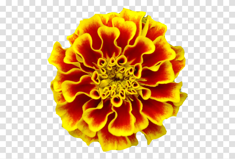 Marigold Marigolds Tattoo Birth Flower Mexican Marigold, Plant, Rose, Blossom, Petal Transparent Png