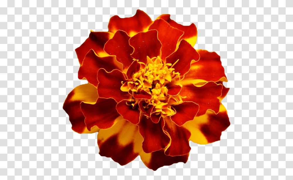 Marigold Orange Flower Background, Plant, Geranium, Blossom, Rose Transparent Png